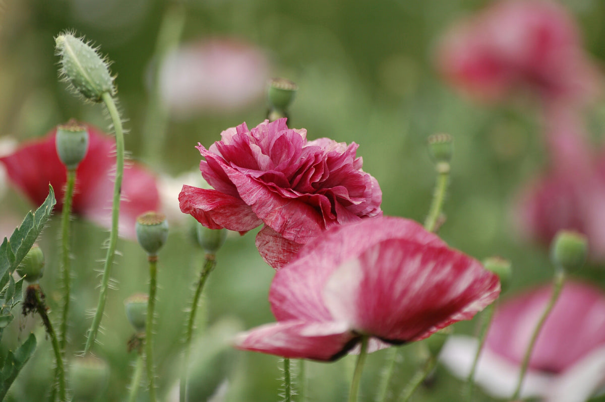 Papaver rhoeas 'Pandora' (klaproos) - Bloem voor insecten