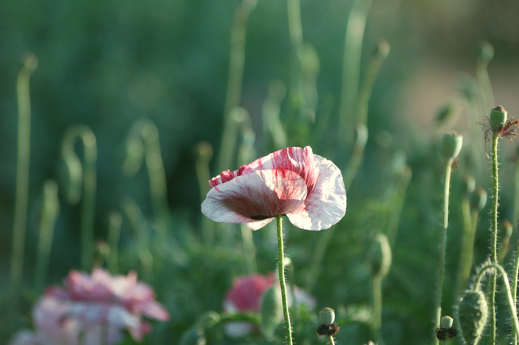 Papaver rhoeas 'Pandora' (klaproos) - Bloem voor insecten
