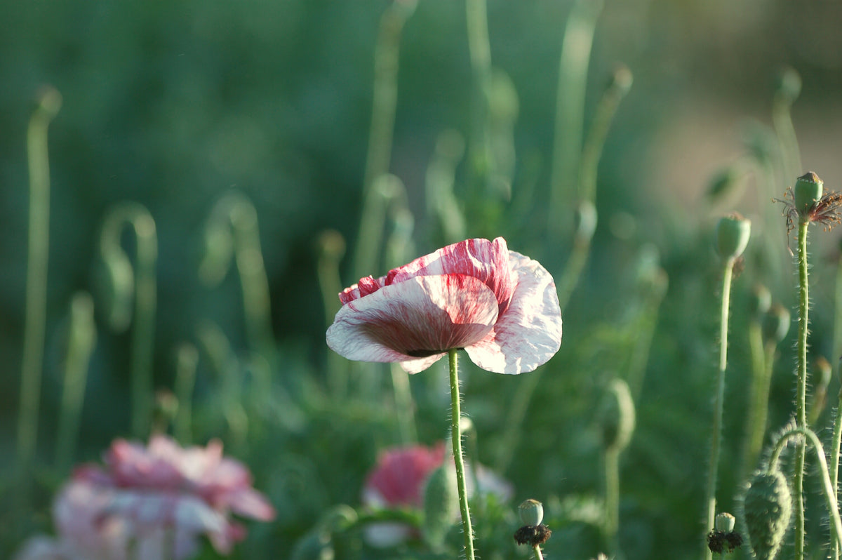 Papaver rhoeas 'Pandora' (klaproos) - Bloem voor insecten