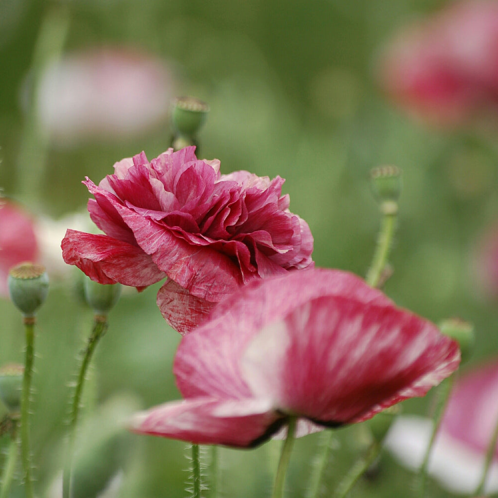 Papaver rhoeas 'Pandora' (klaproos) - Bloem voor insecten