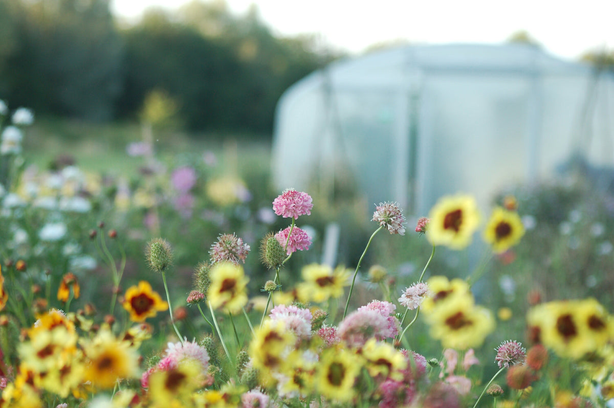 Scabiosa atropurpurea 'Salmon Pink' (duifkruid) - Bloemenzaad voor langbloeiende bloemen