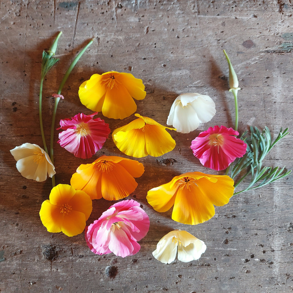 Eschscholzia californica Mix (slaapmutsje) - Bloemenzaad eindeloze bloeier