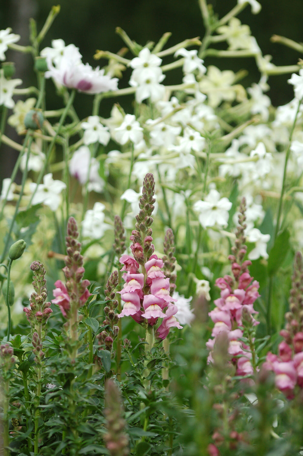 Antirrhinum majus 'Summer Lavendel' - Leeuwenbek potomoc