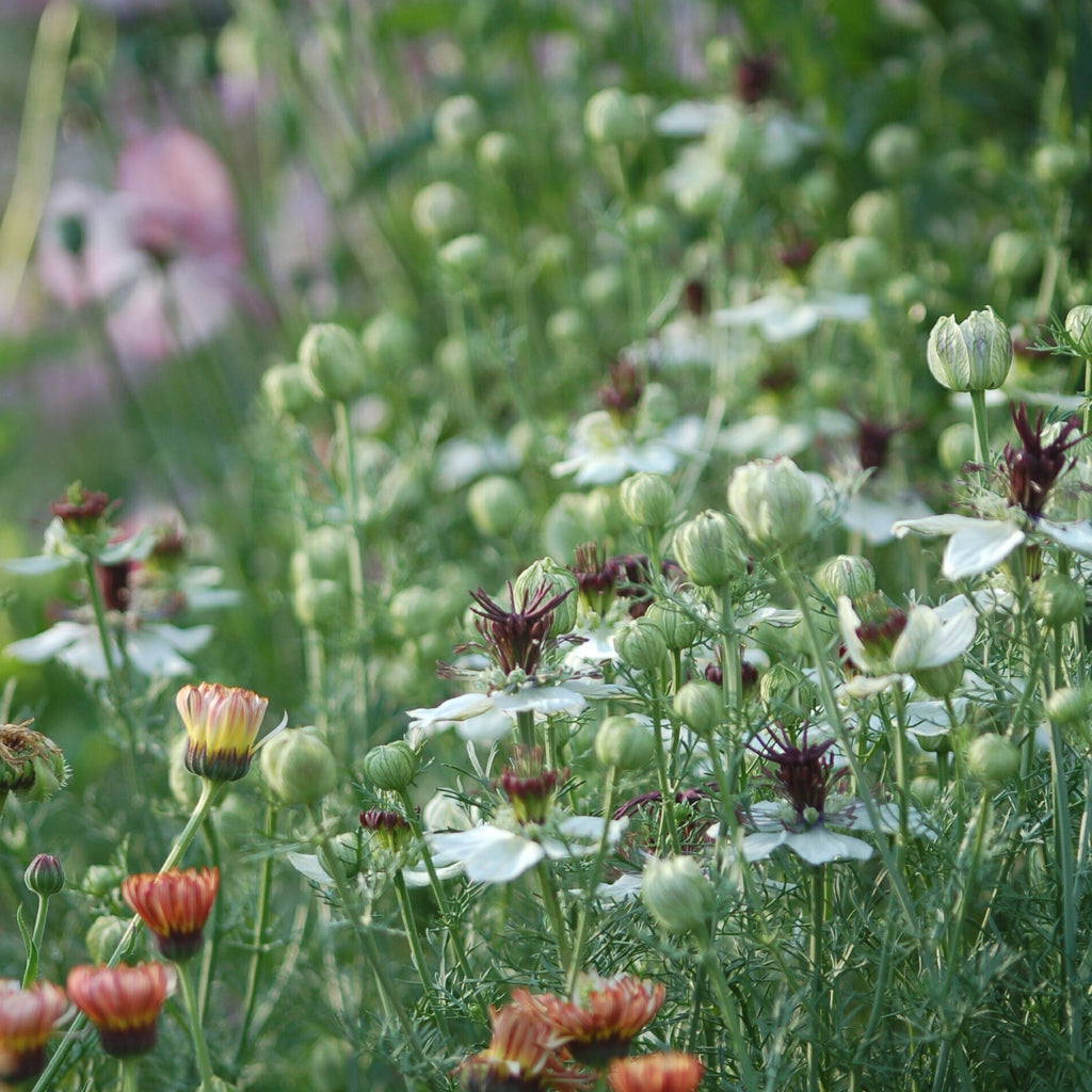 Nigella papillosa 'African Bride' (juffertje in t groen) - Bloemenzaad voor lang bloeiende bloemen (kopie) (kopie)