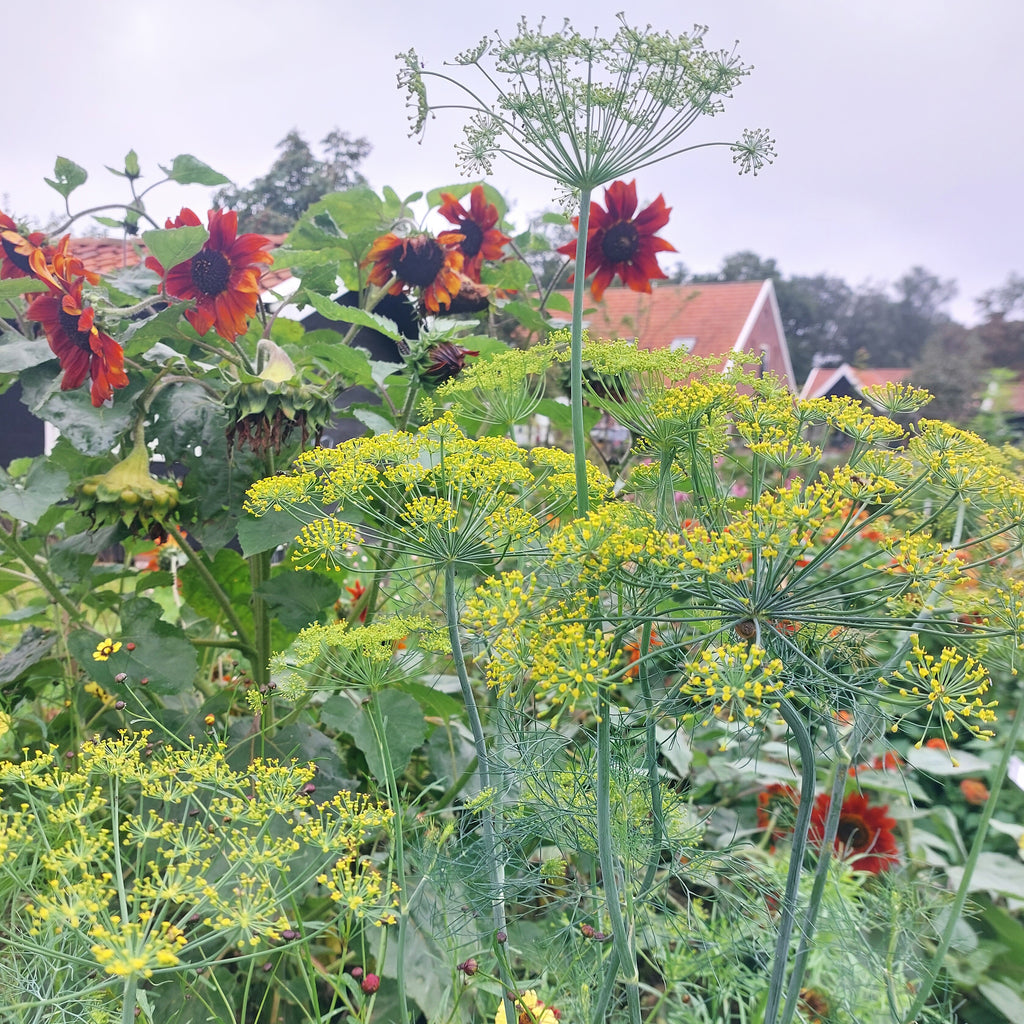 Zaaipakket pluktuin COPPER - Bloemenzaad voor een uitbundige tuin