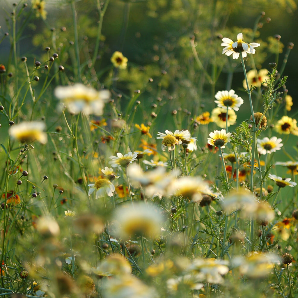 Chrysanthemum segetum (Gele ganzebloem) - Bloemenzaad voor inheemse planten