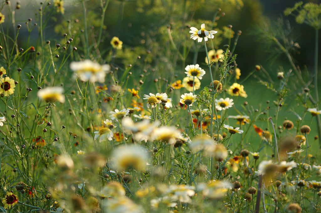 Chrysanthemum segetum (Gele ganzebloem) - Bloemenzaad voor inheemse planten