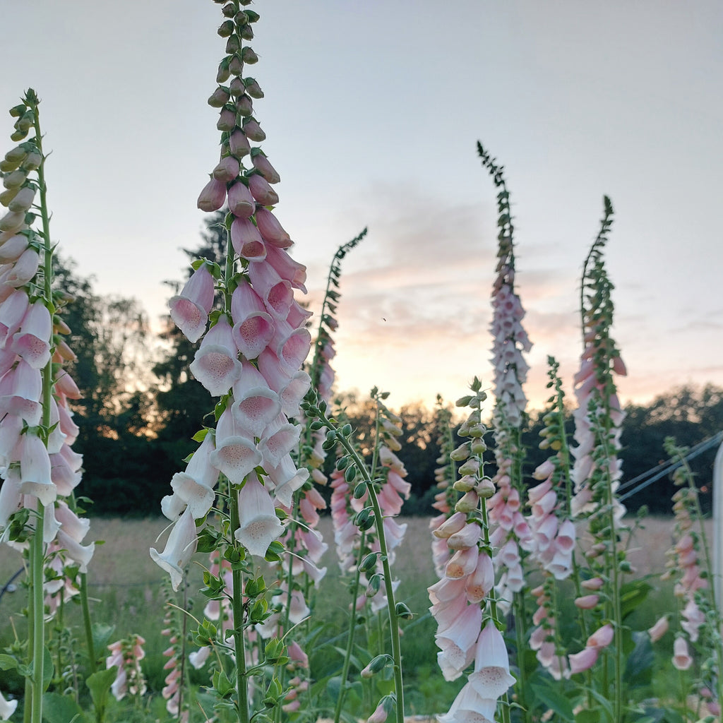 Digitalis purpurea 'Apricot Beauty' (vingerhoedskruid) - Bloemenzaad voor Schaduwborder