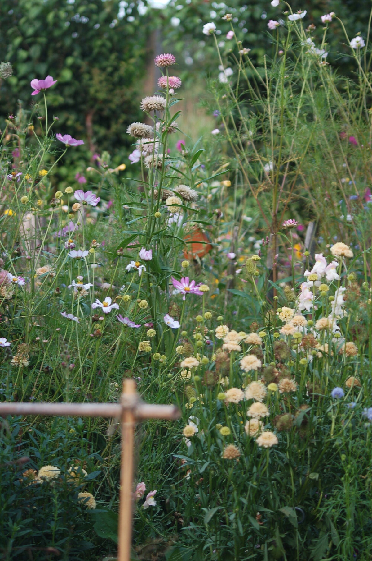 Scabiosa atropurpurea 'Fata Morgana' (duifkruid) - Bloemenzaad voor langbloeiende bloemen