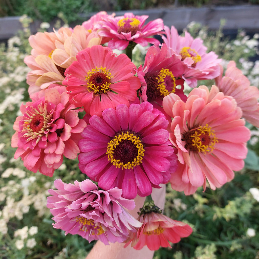 Zinnia elegans Do It Yourselves mix (Zinnia) - Bloemenzaad voor langbloeiende bloemen