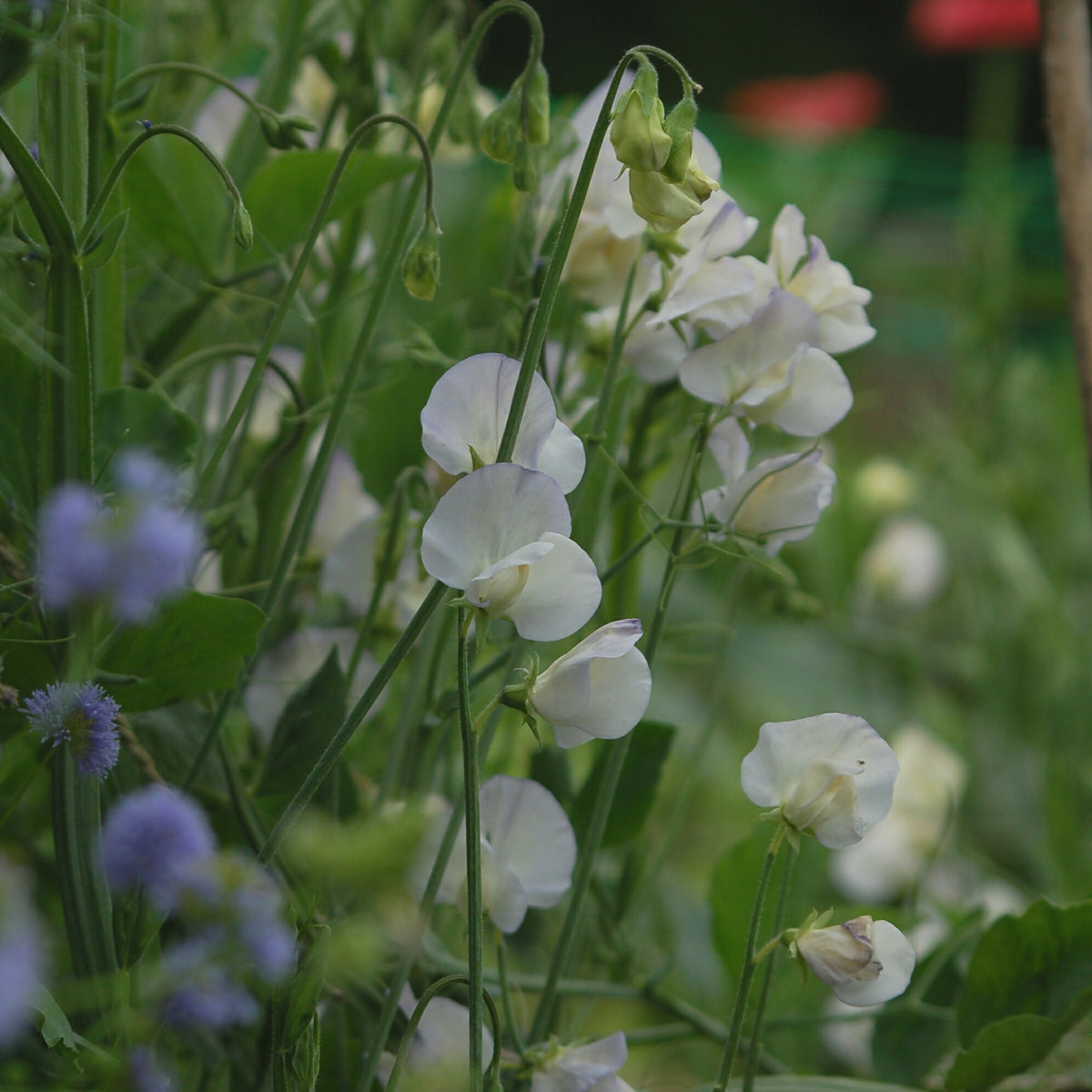 Lathyrus odoratus 'Spencer Old Times' (siererwt) - Bloemenzaad voor sterk geurende bloemen