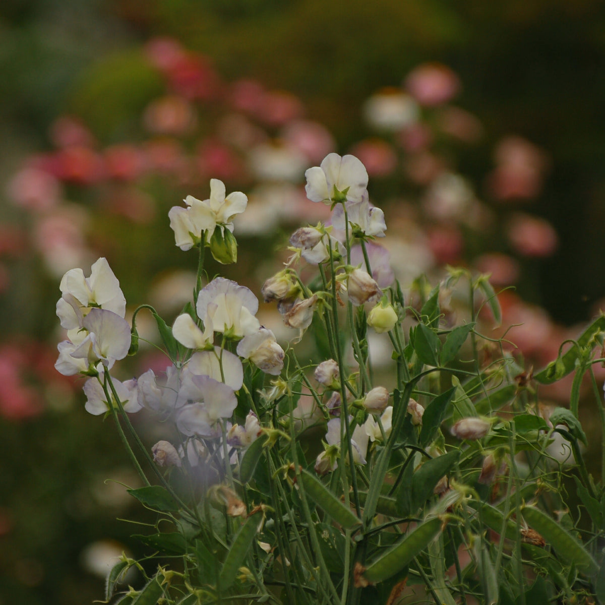 Lathyrus odoratus 'Spencer Old Times' (siererwt) - Bloemenzaad voor sterk geurende bloemen