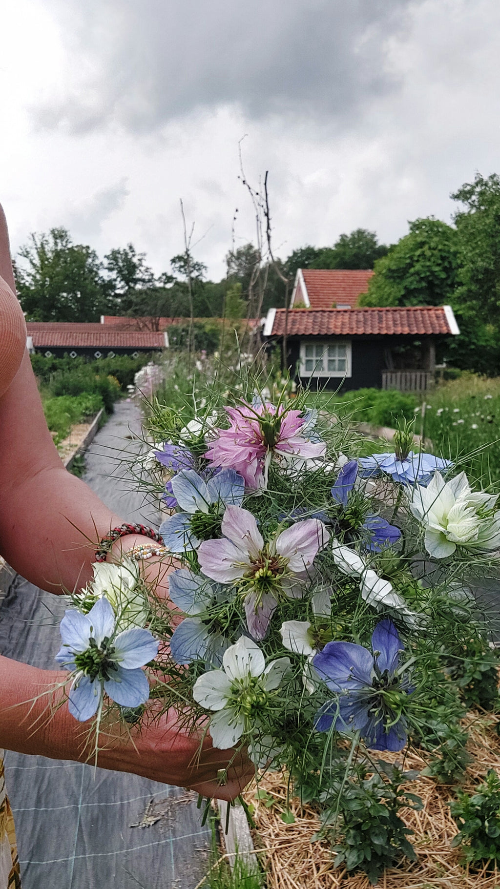 Nigella damascena 'Persian Jewels Mix' (juffertje in t groen) - Bloemenzaad voor lang bloeiende bloemen (kopie)