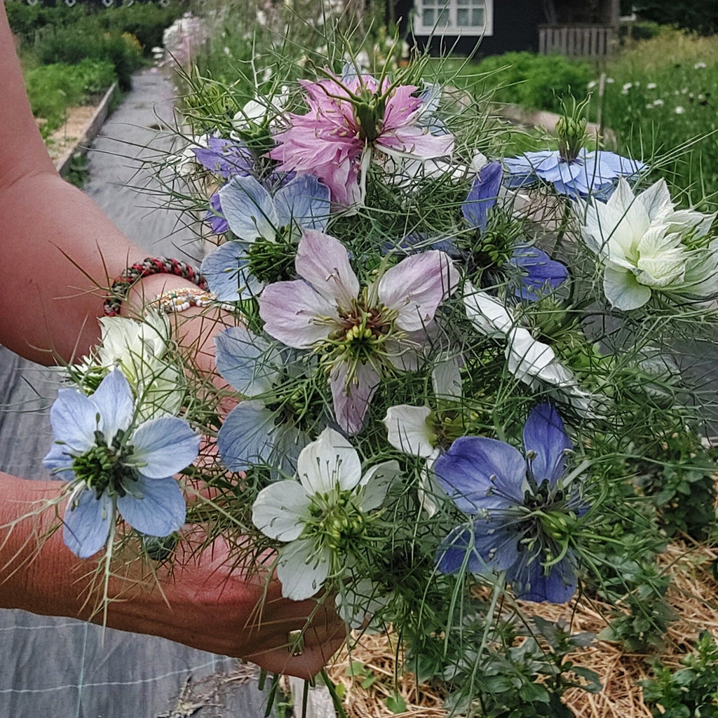 Nigella damascena 'Persian Jewels Mix' (juffertje in t groen) - Bloemenzaad voor lang bloeiende bloemen (kopie)