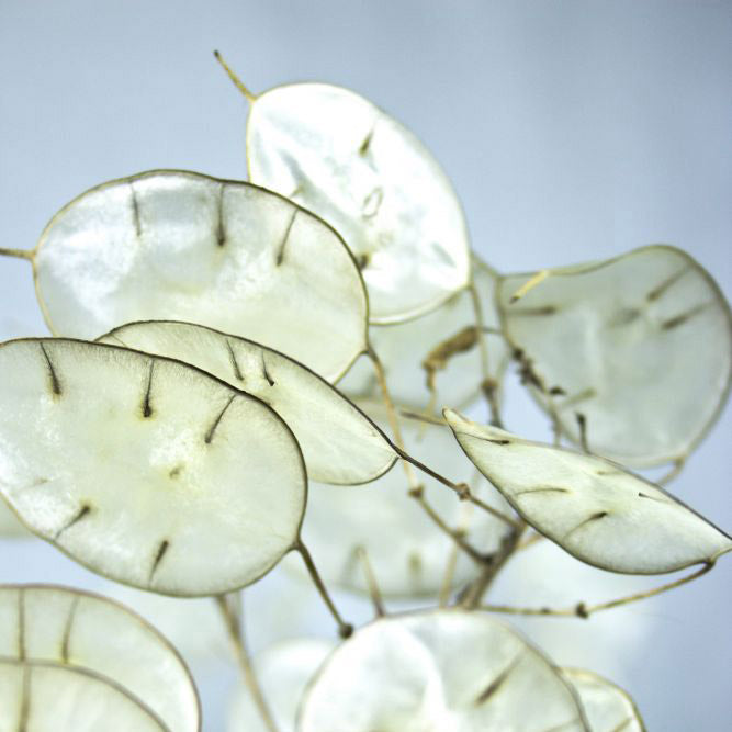 Lunaria annua (judaspenning) - Bloemenzaad voor inheemse schaduw bloemen