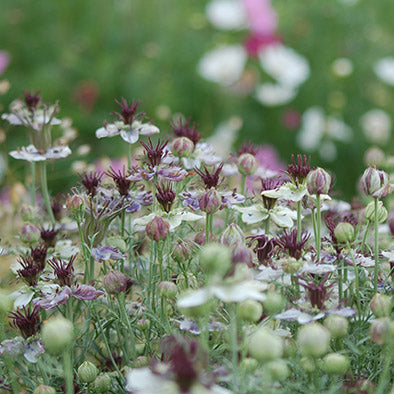 Nigella papillosa 'Delft Blue' (juffertje in t groen) - Bloemenzaad voor lang bloeiende bloemen