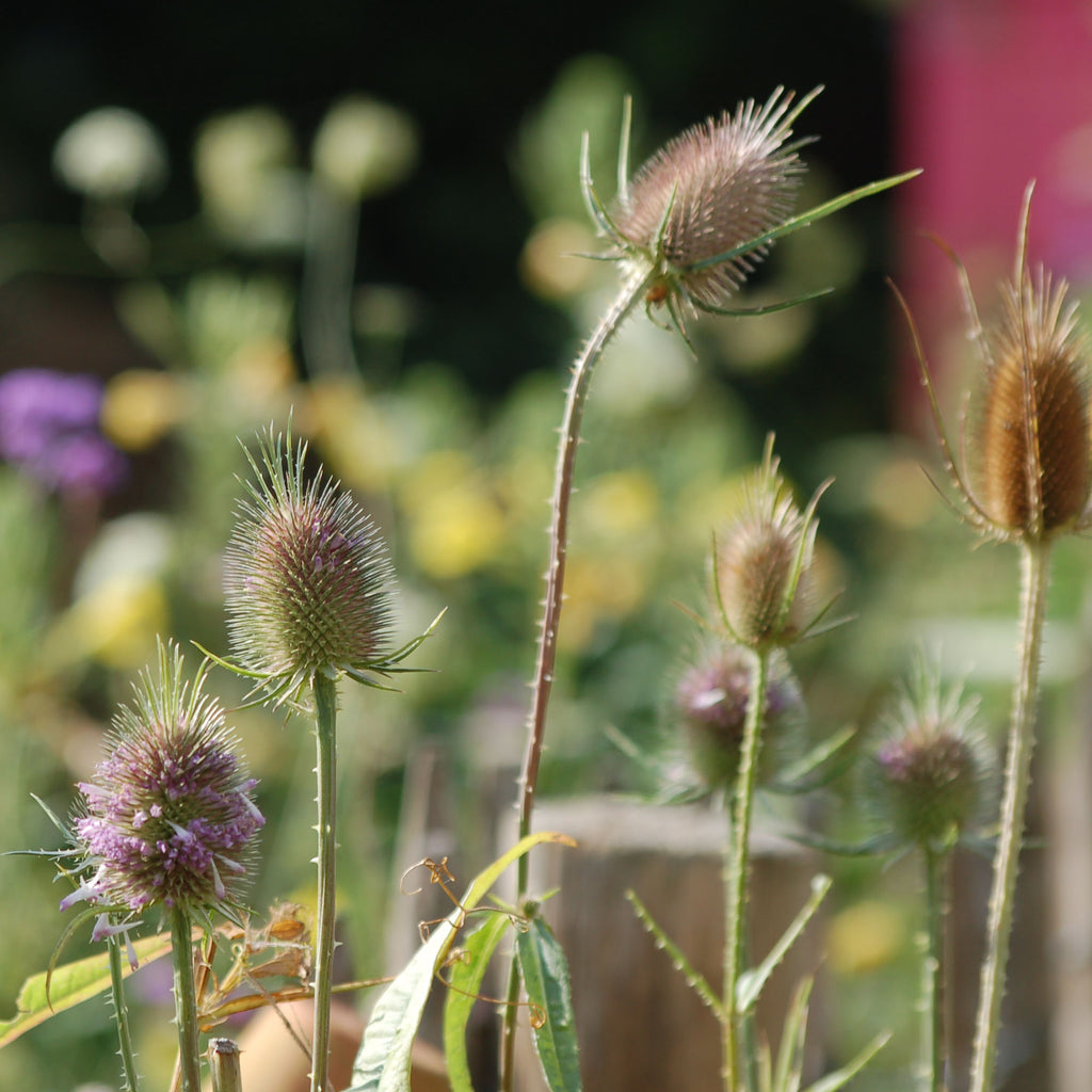 Zadenmix: Pluktuin in een zakje INHEEMSE BLOEMEN - Bloemenzaad voor lang bloeiende bloemen