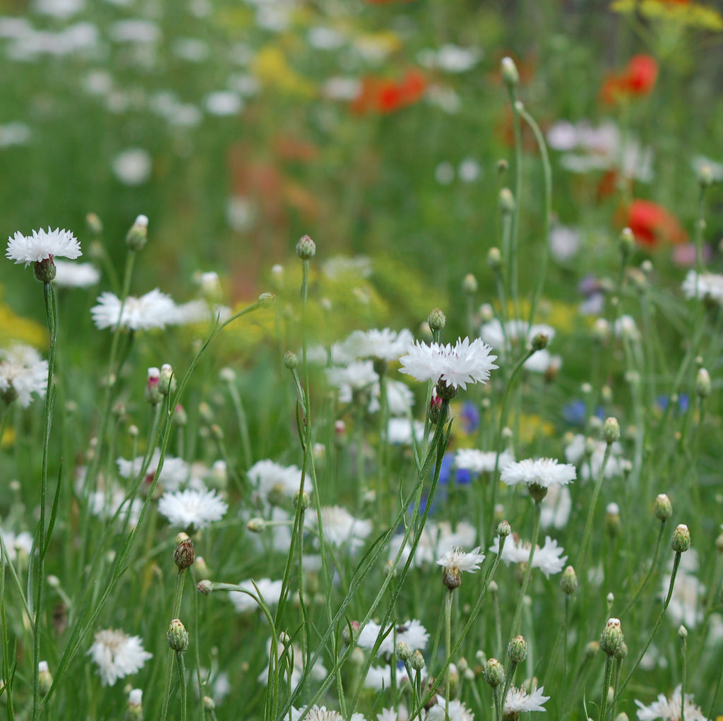 Centaurea cyanus 'White ball' - korenbloem