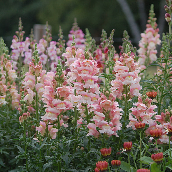 Zaaipakket pluktuin PASTEL - Bloemenzaad voor een uitbundige tuin
