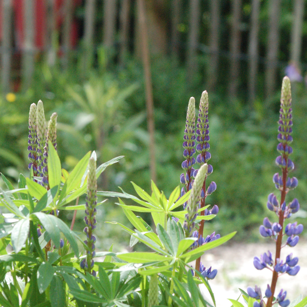Lupinus polyphyllus (vaste lupine) - Bloemenzaad voor inheemse schaduw bloemen