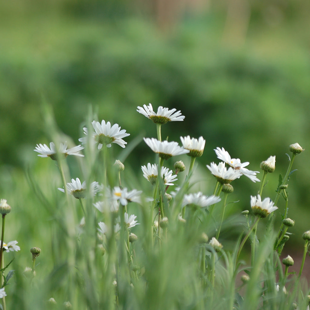 Leucanthemum vulgare (gewone margriet) - Bloemenzaad voor inheemse bloemen