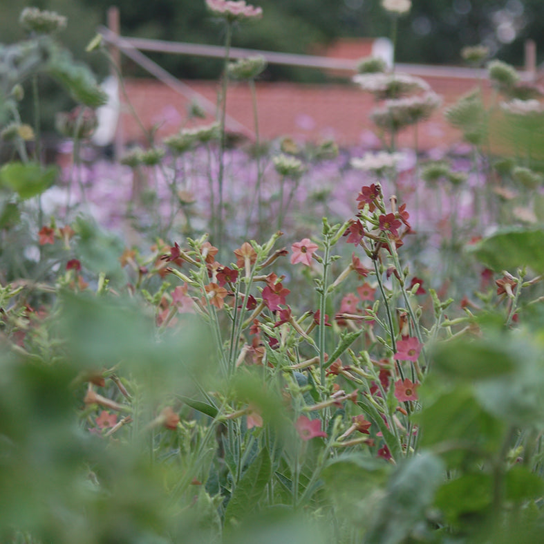 Nicotiana langsdorfii Bronze Queen (tabaksplant) - Bloemenzaad voor lang bloeiende bloemen