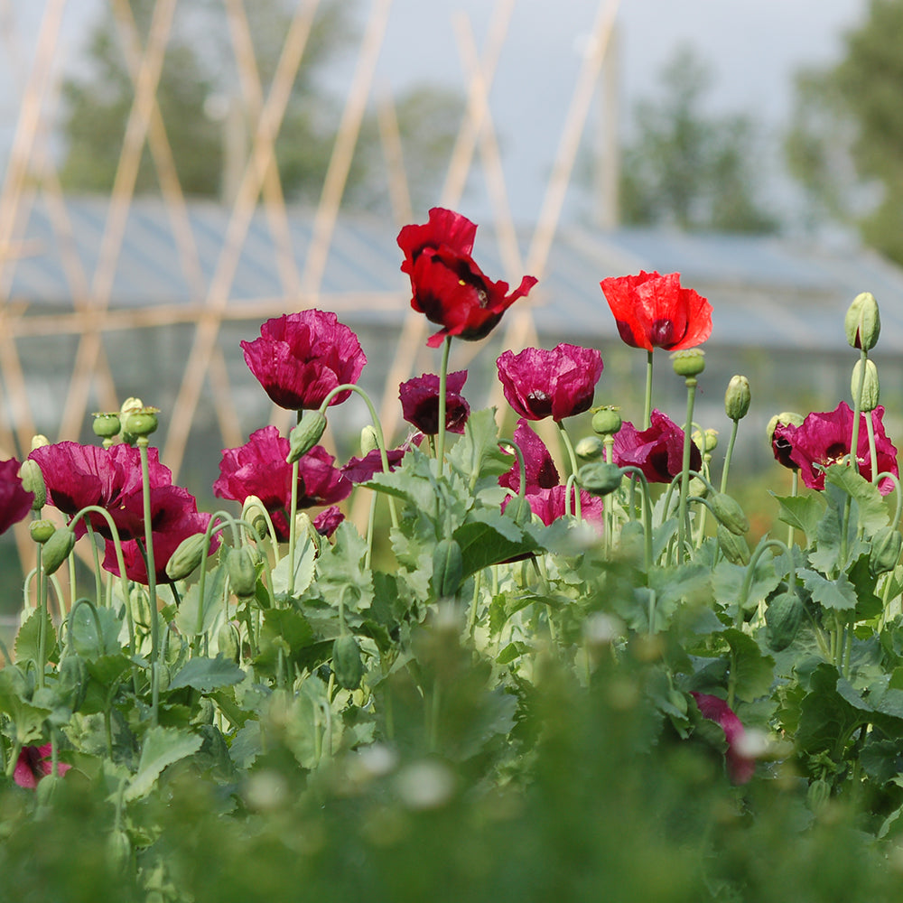Papaver somniferum Mix (bolpapaver) - Bloem voor insecten