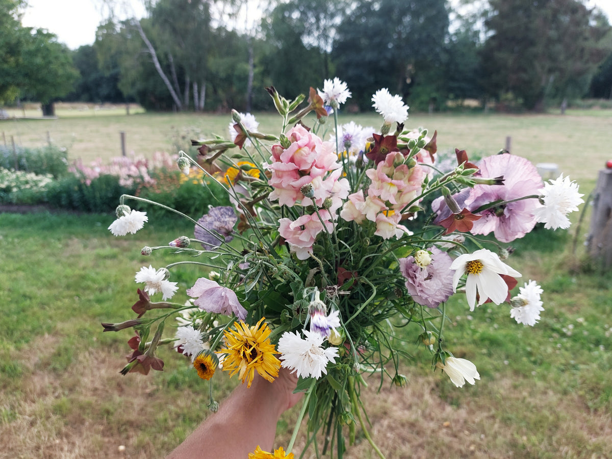 Zaaipakket pluktuin PASTEL - Bloemenzaad voor een uitbundige tuin