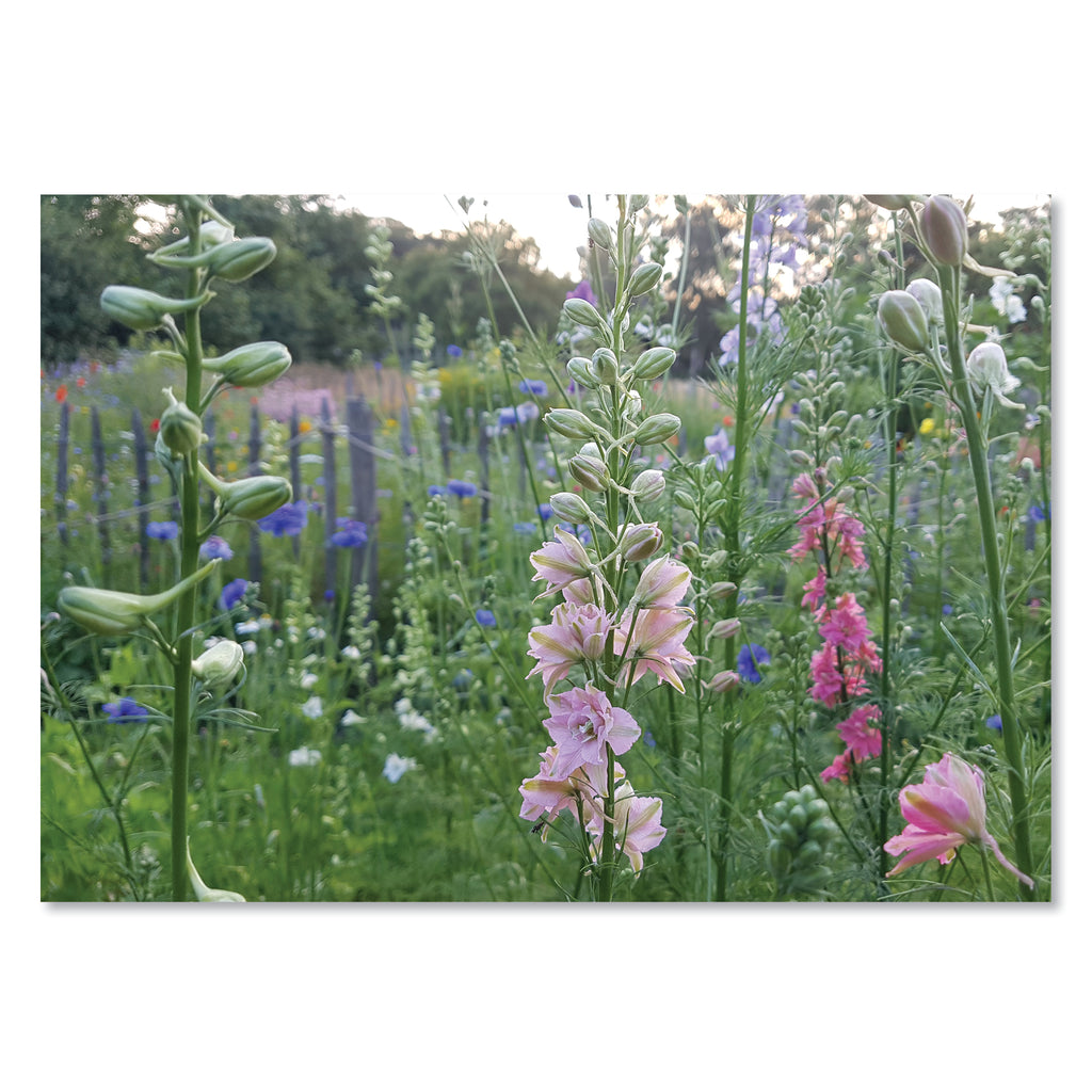 Boek De Pluktuin