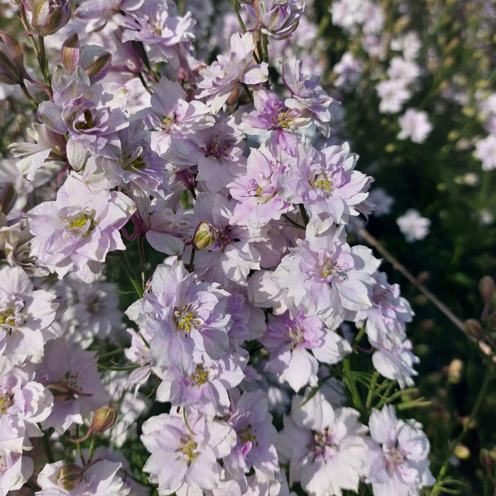 Delphinium consolida 'Smokey Eyes' (ridderspoor) - Bloemenzaad voor in de zon