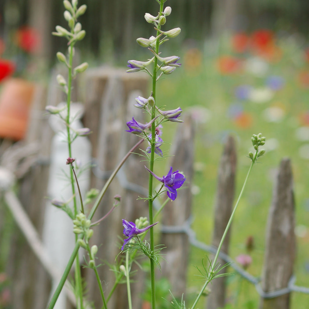 Delphinium consolida (ridderspoor mix) - Bloemenzaad voor in de zon