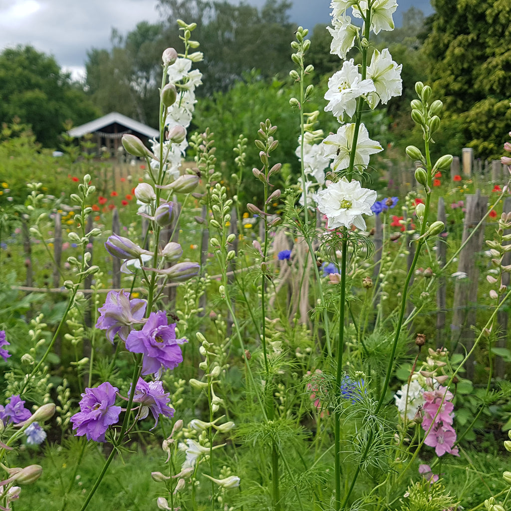 Delphinium consolida (ridderspoor mix) - Bloemenzaad voor in de zon