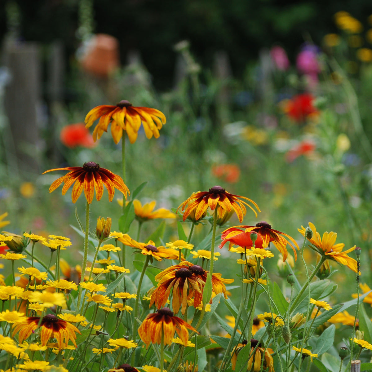 Rudbeckia hirta 'Indan Summer' & 'Cappuccino' (zonnehoed) - Bloemenzaad voor langbloeiende bloemen