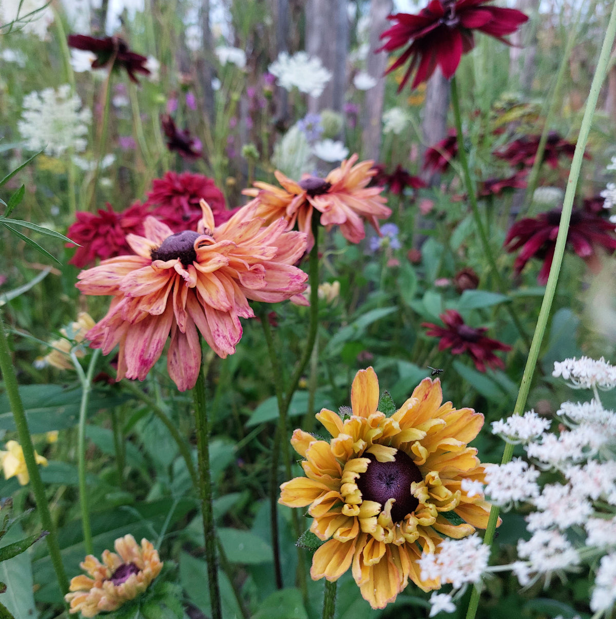 Rudbeckia hirta 'Sahara' (zonnehoed) - Bloemenzaad voor langbloeiende bloemen
