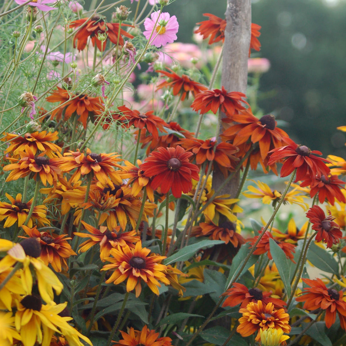 Rudbeckia hirta 'Mix' (zonnehoed) - Bloemenzaad voor langbloeiende bloemen