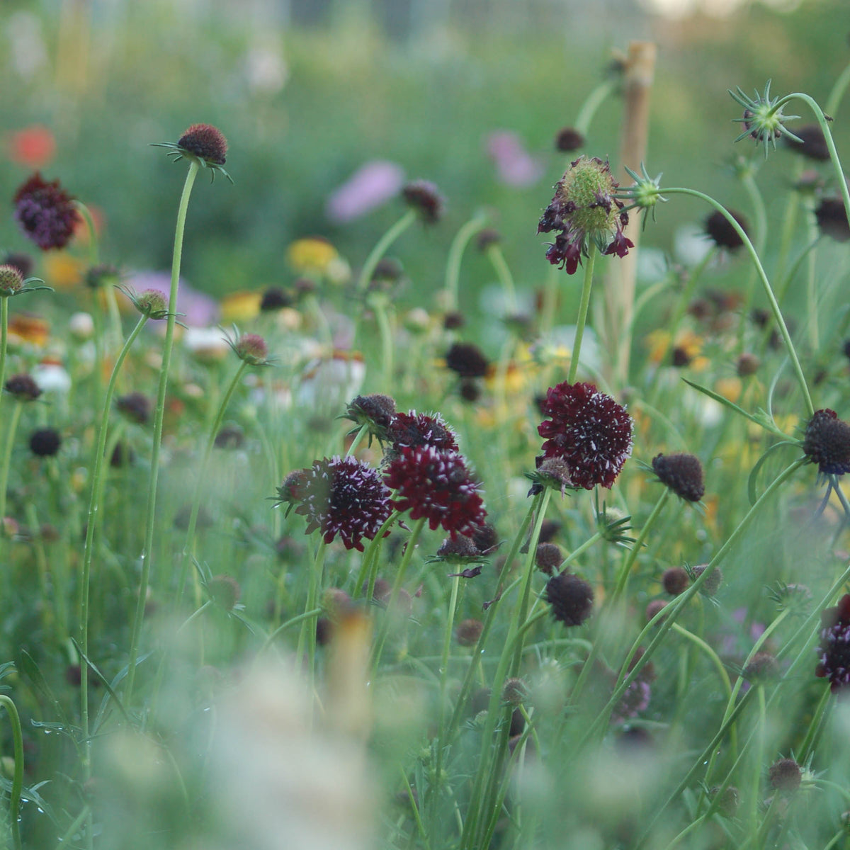 Zaaipakket pluktuin COPPER - Bloemenzaad voor een uitbundige tuin