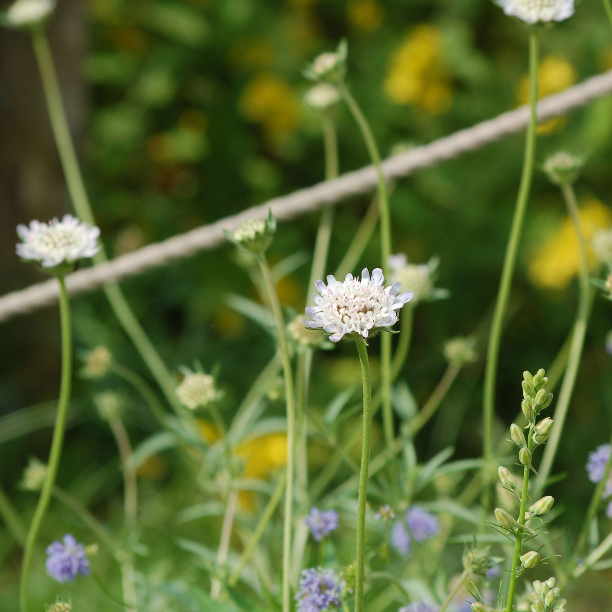 Scabiosa stellata 'Drumstick' (duifkruid) - Bloemenzaad voor langbloeiende bloemen