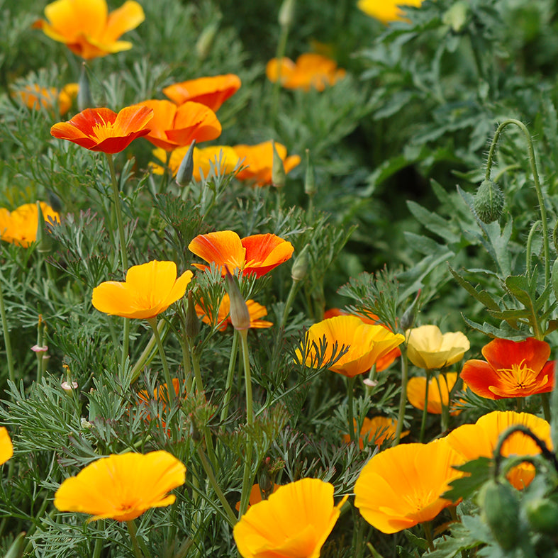 Eschscholzia californica Mix (slaapmutsje) - Bloemenzaad eindeloze bloeier