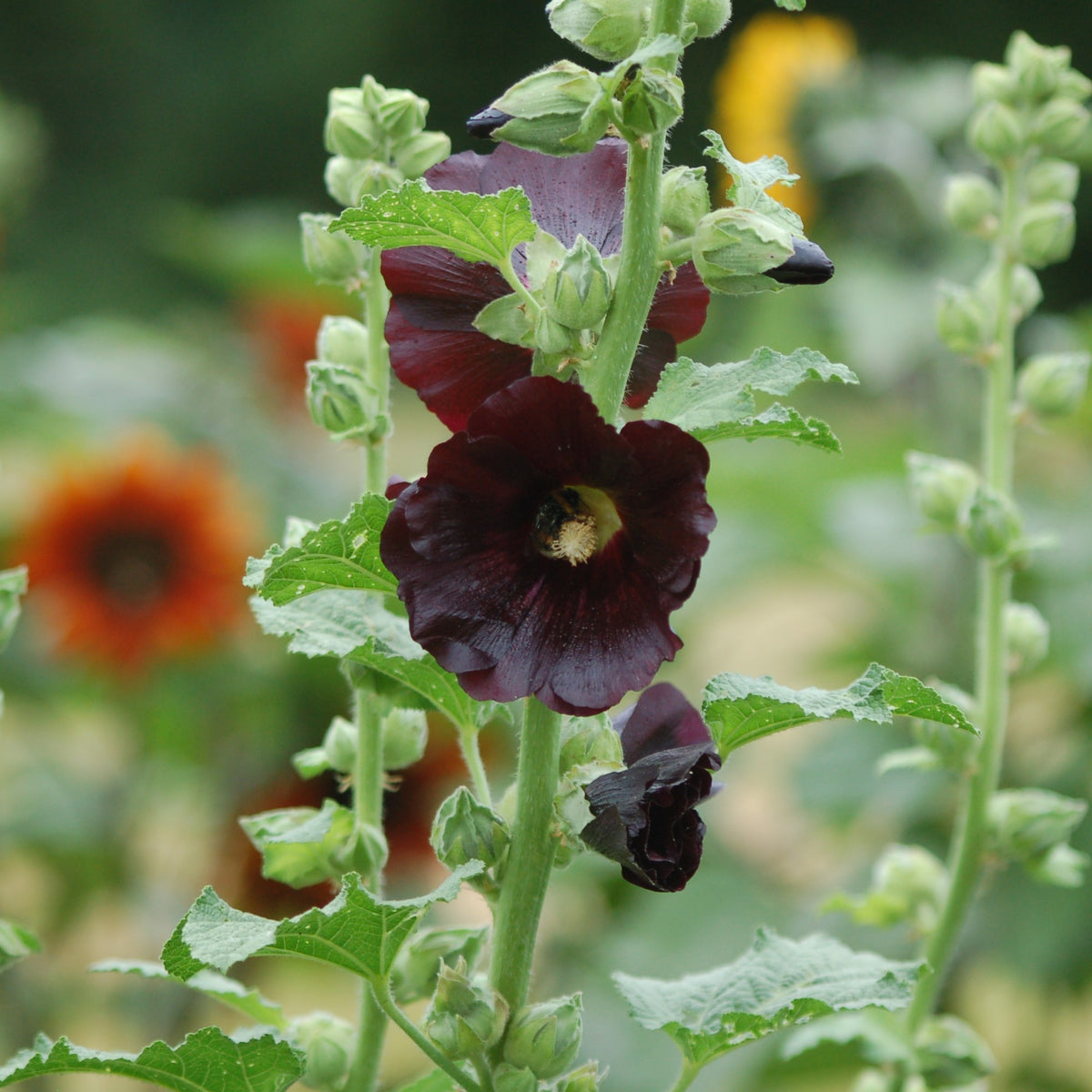 Alcea rosea 'Nigra' (stokroos)