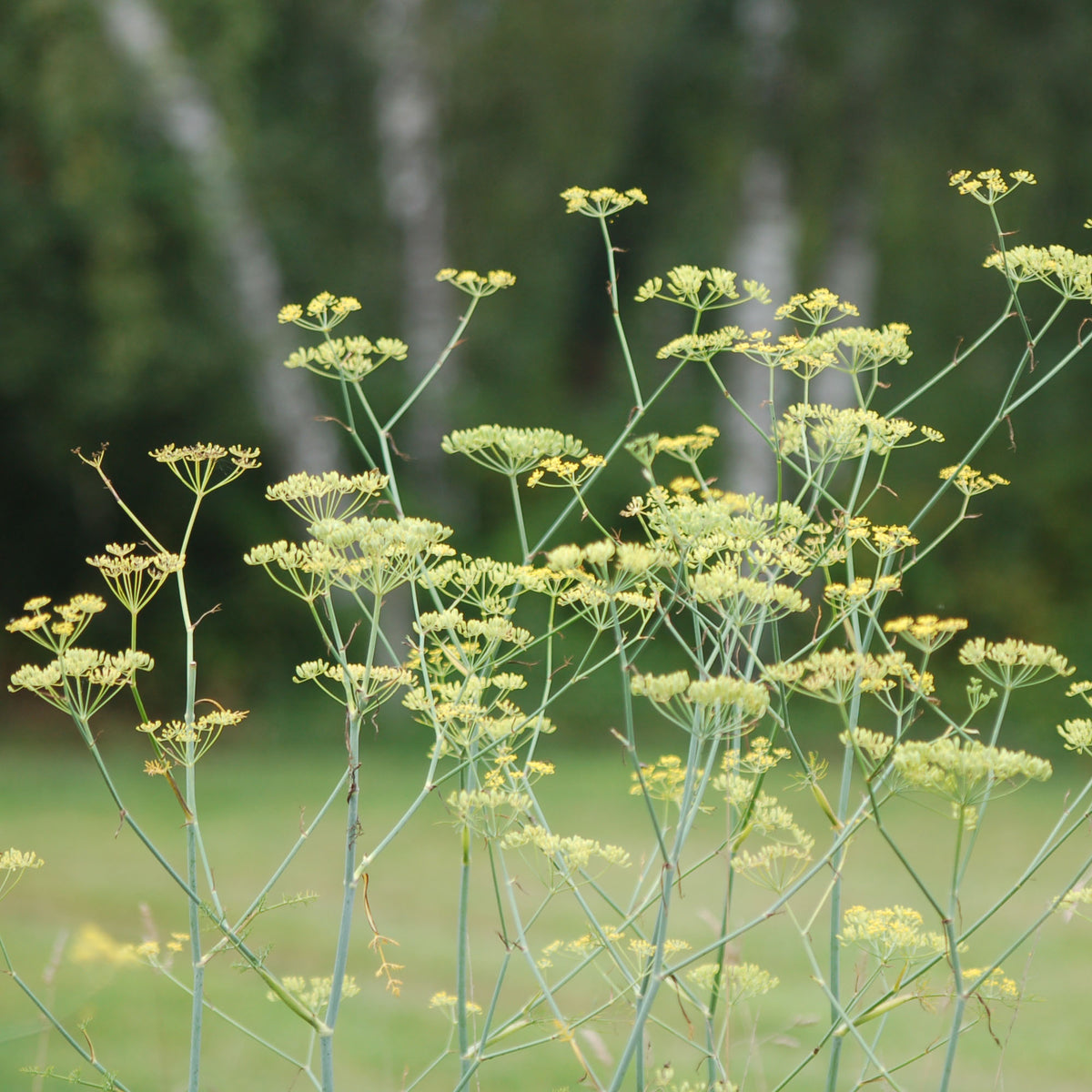 Foeniculum vulgare (Venkel)
