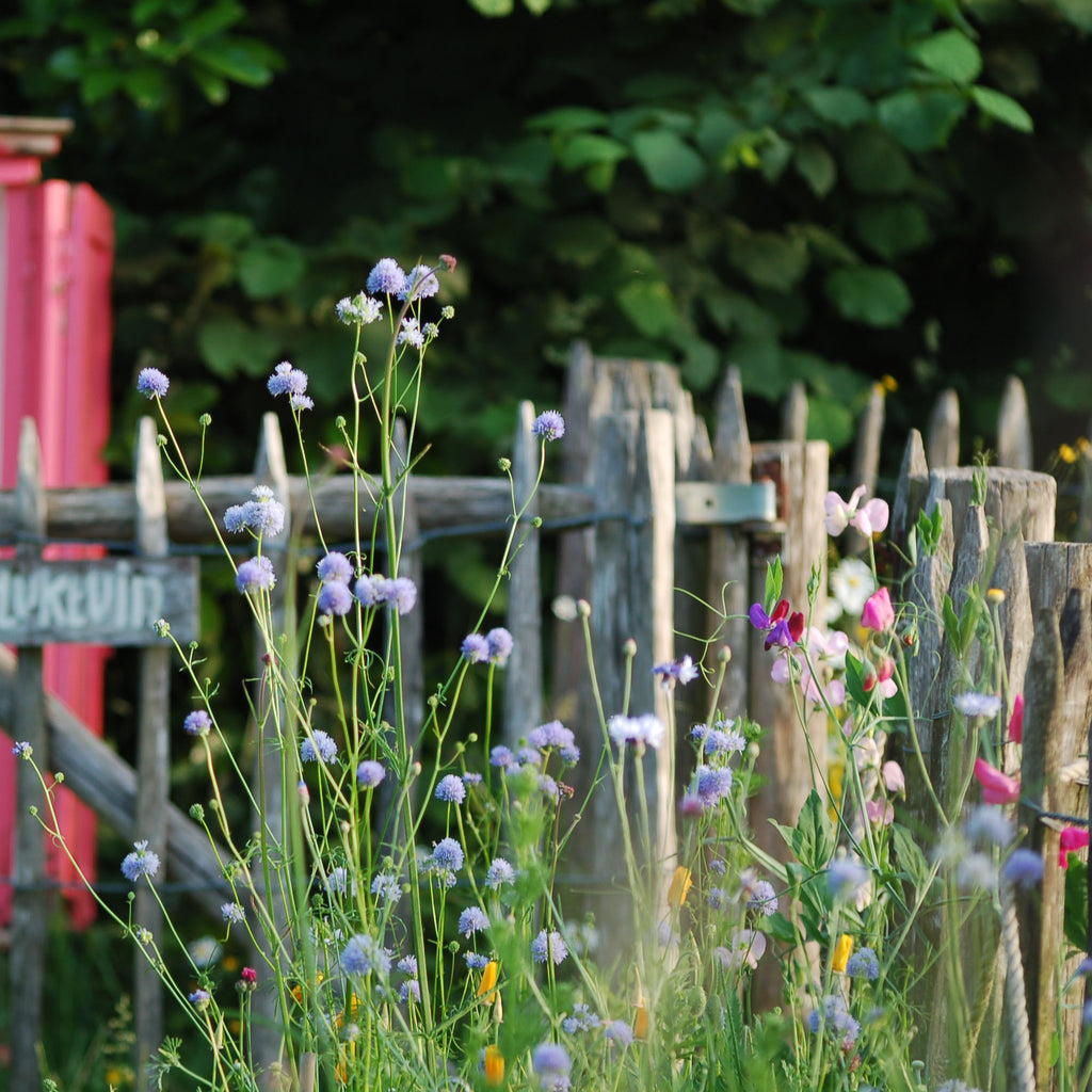 Zaaipakket pluktuin PURPLE BLUE - Bloemenzaad voor een uitbundige tuin