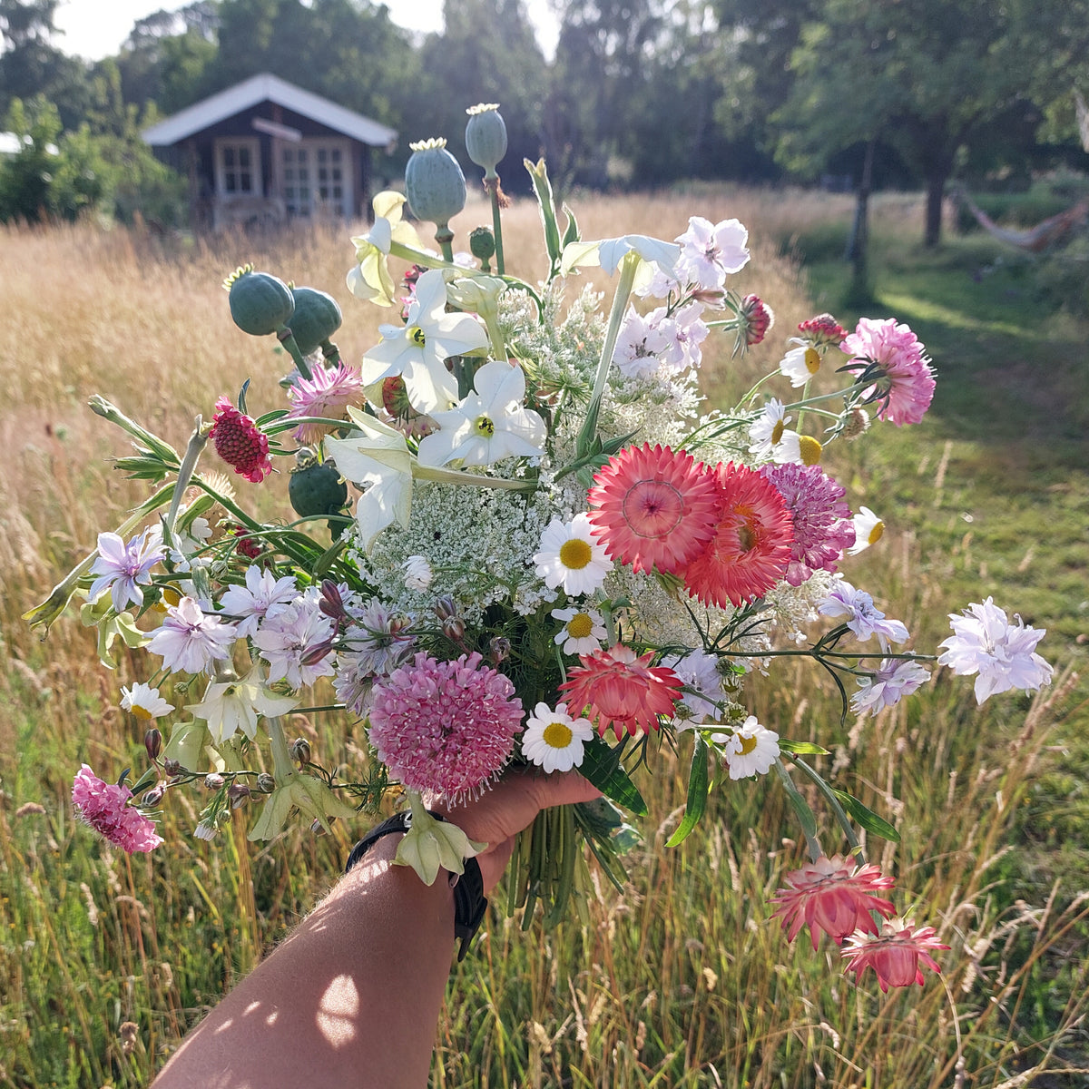 Zaaipakket pluktuin SUMMER - Bloemenzaad voor een uitbundige tuin
