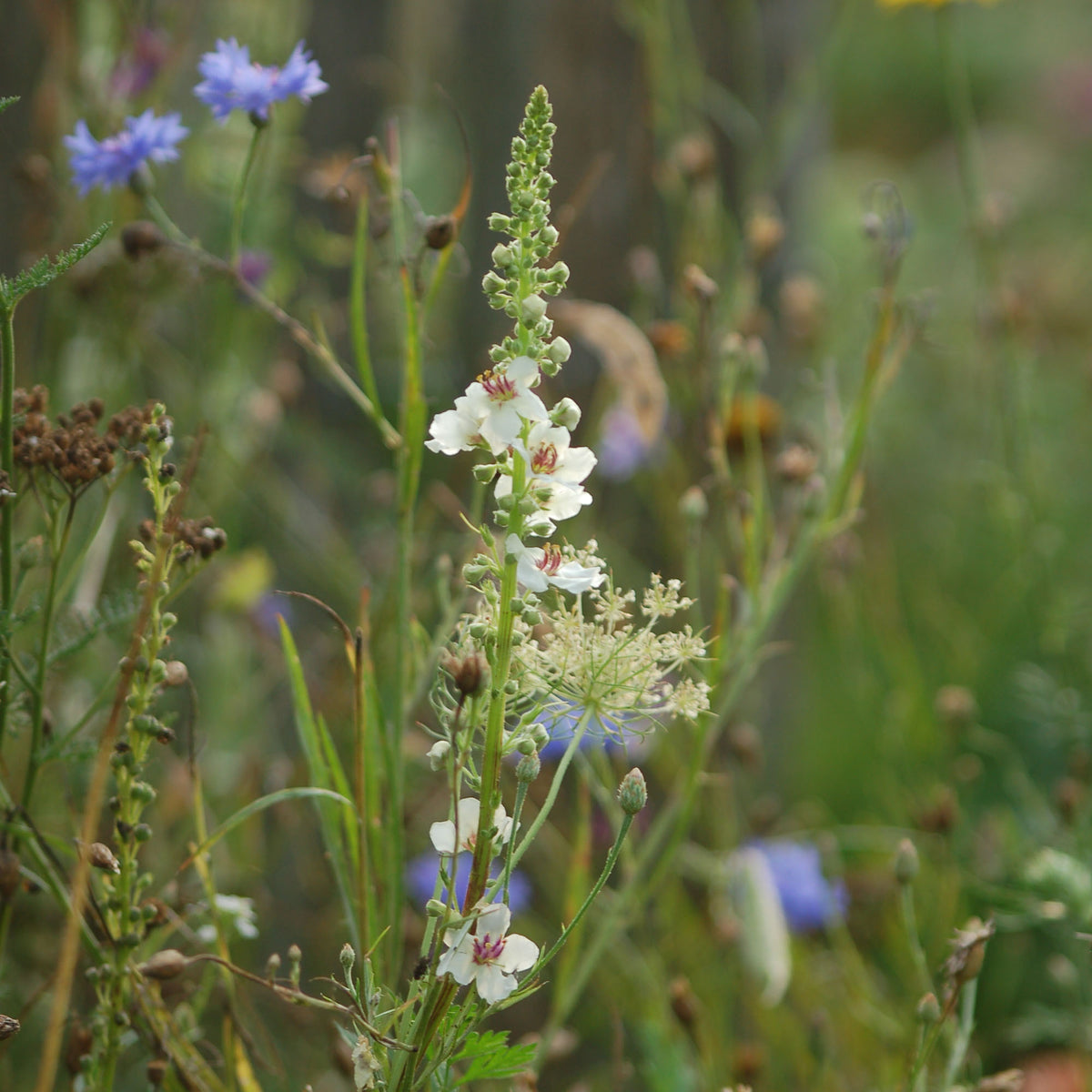 Verbascum nigrum (zwarte toorts) - Bloemenzaad voor inheemse planten