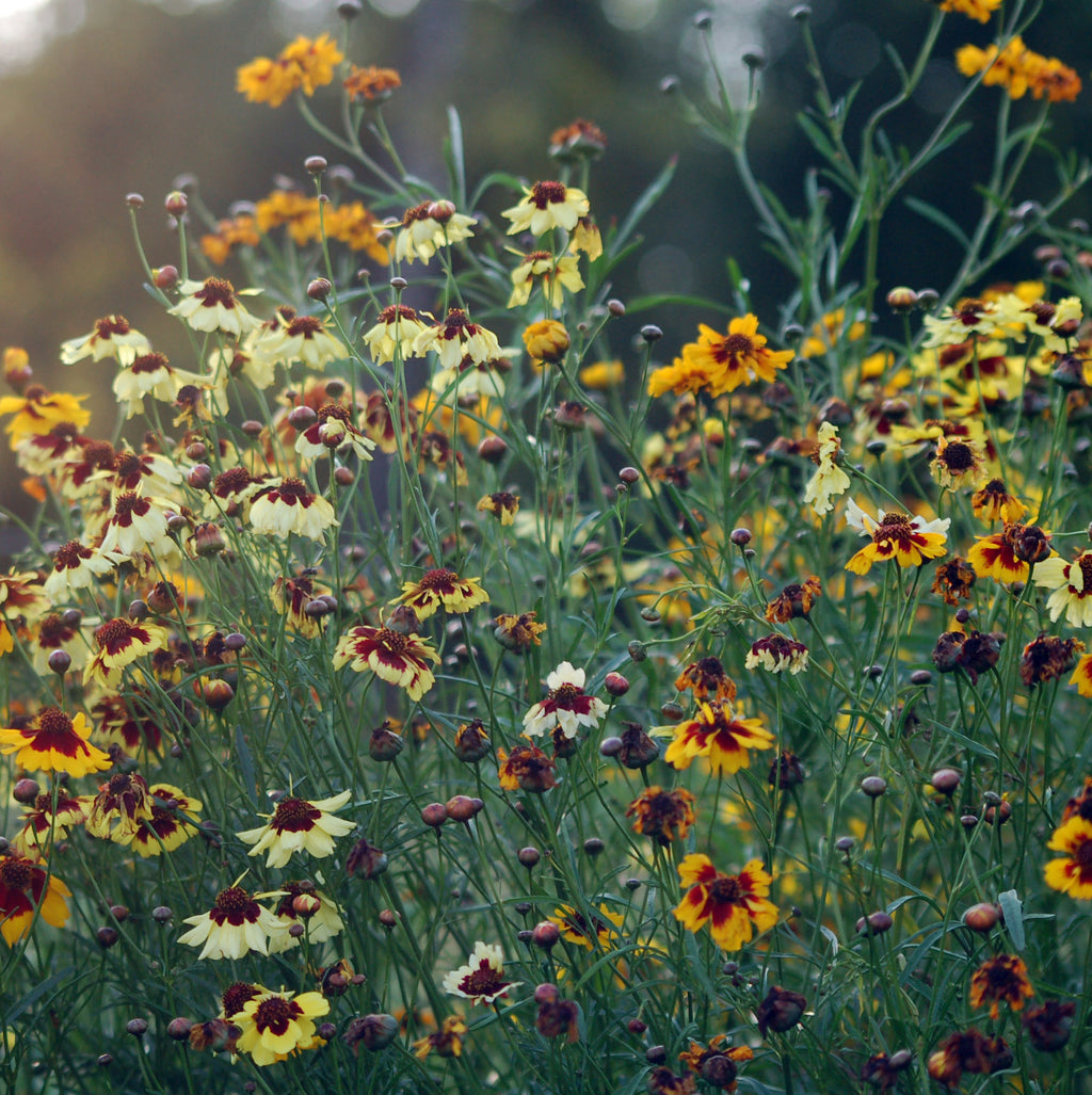 Coreopsis hybrida 'Incredible Mix' - meisjesogen