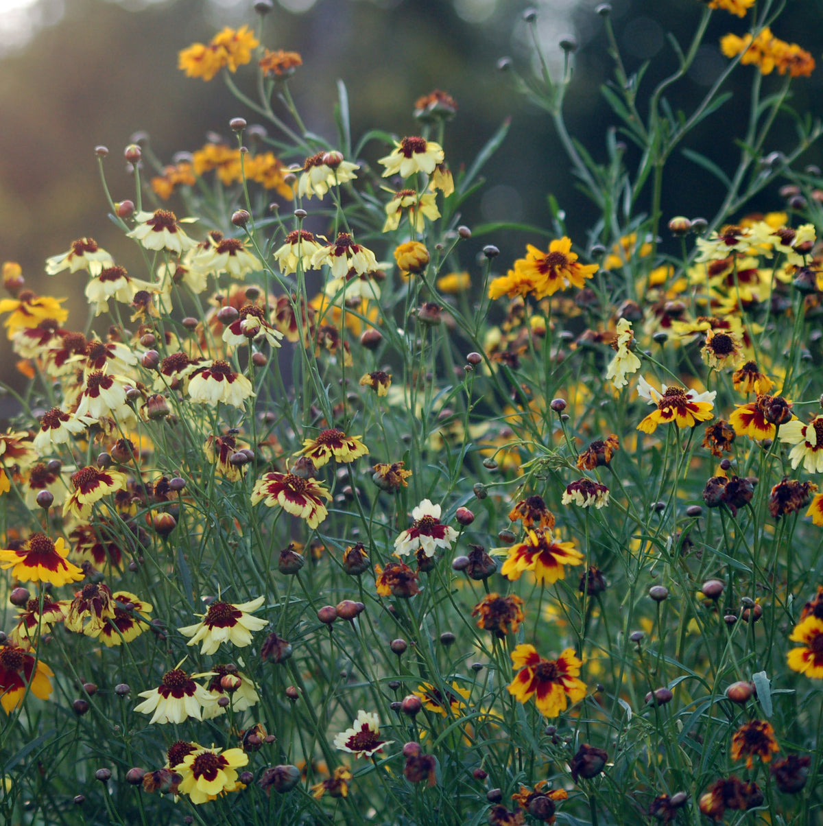Coreopsis hybrida 'Incredible Mix' - meisjesogen
