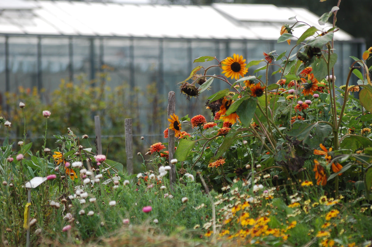 Helianthus annuus 'Eartwalker (zonnebloem)
